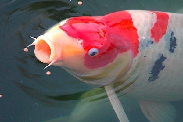 Koi Koi